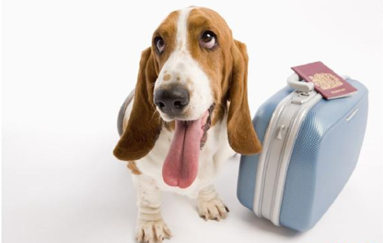 不再让你孤单:把宠物带上飞机实战篇