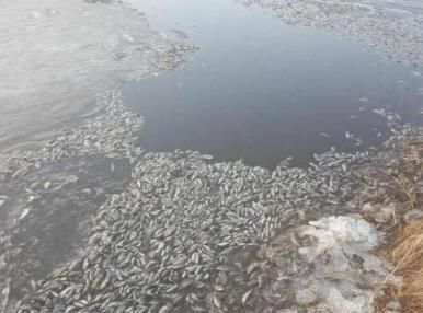 军演炸死的鱼,怎么处理