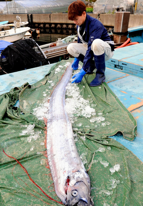 日本捕获鲱鱼王 比两个成年人还长