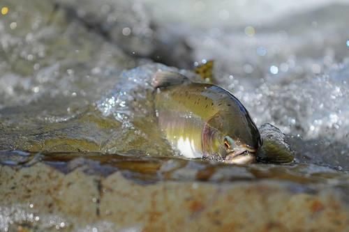 新手钓鱼入门必修课,鱼儿为什么喜欢逆流而上