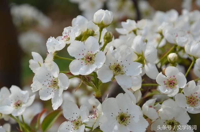 千树万树梨花开 36首含有梨花的诗句,一起欣赏