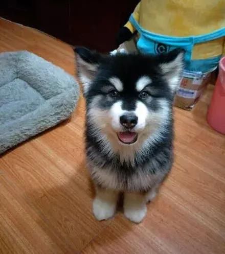 网友花1500买了只哈士奇 卖家说这是巨型二哈,以后长不到一百斤包退