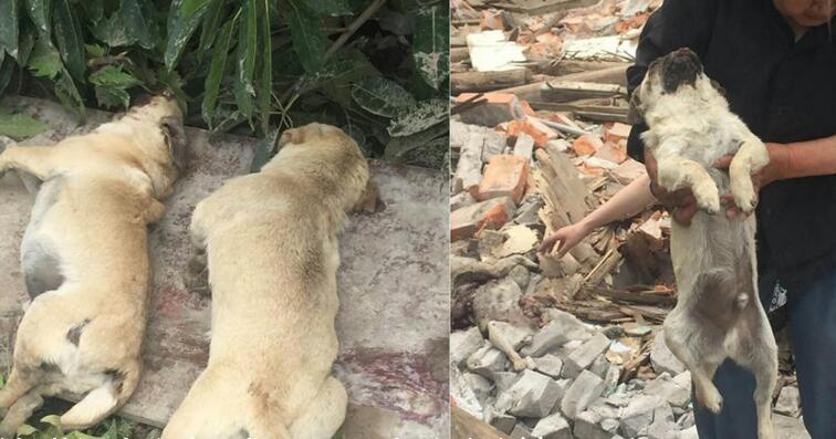 成都半夜突击拆房 几十条流浪狗被砸死 成都半夜突击拆房 几十条流浪狗被砸死