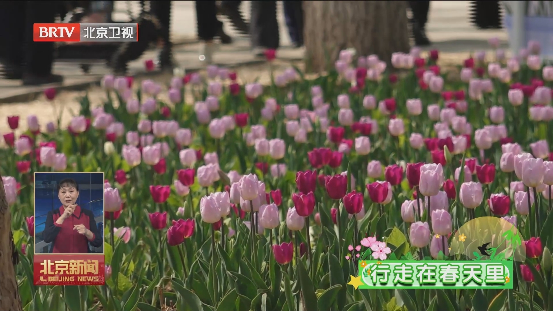 行走在春天里｜“花开北京”2024北京郁金香文化节启动