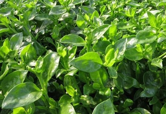 这4种蔬菜名字,骗了我们太久,你可能也被它们