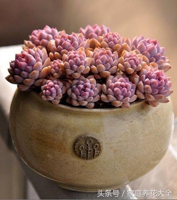 多肉夏天一换盆就死?是你没有掌握这个小技巧