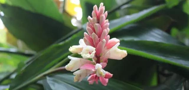 四大南药益智仁，花开正当时