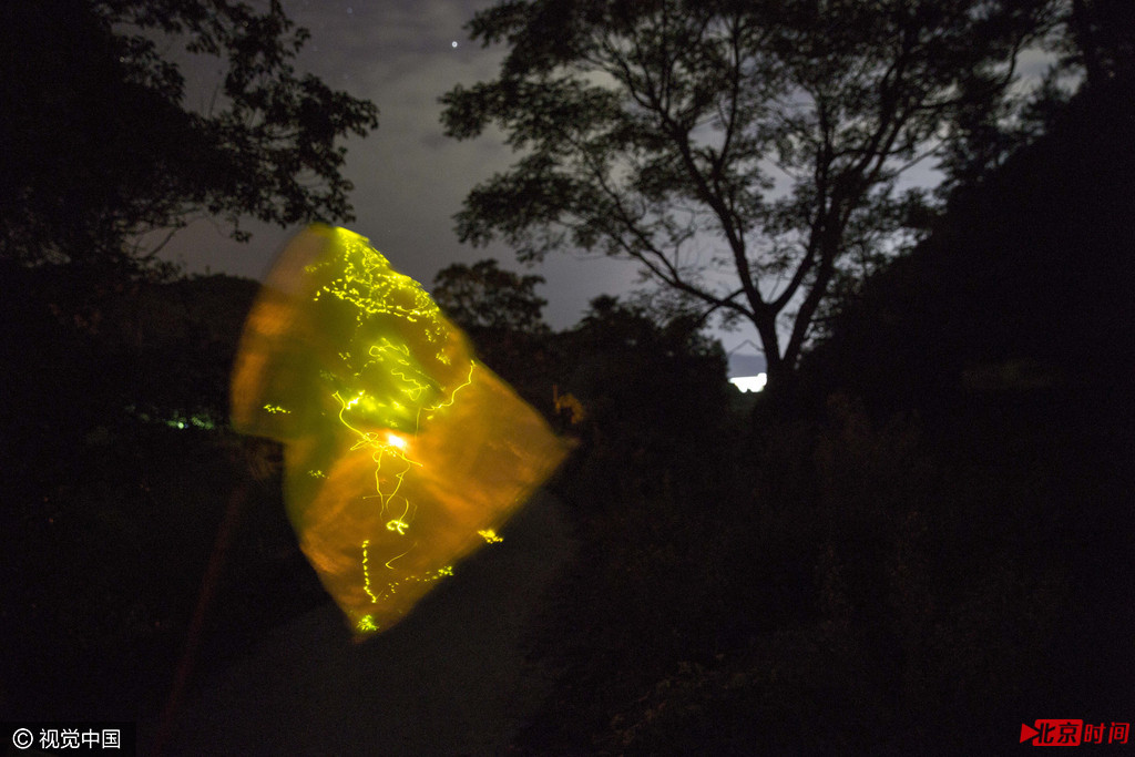 晚上的工作结束后,李岳要赶到镇上的“虫头”家里去交易。一只成年的萤火虫一般只有一周的存活时间。在度过漫长的幼虫期而长为成虫后的这短短的7天里,它们只靠着吸食少量的水活着,用尽所有的力气在夜晚寻找它们的伴侣,然后产下尽可能多的虫卵,让种群生生不息。李岳口中的“虫头”是当地几乎人人都认识的萤火虫收购者何剑明。李回忆说他们小时候玩耍时也常抓萤火虫,但没有人想到以此营生。早几年何剑明为了找人帮他抓虫,免费给人提供网具,还请人吃饭,现在他的生意火起来了,上他家的捕萤人络绎不绝。