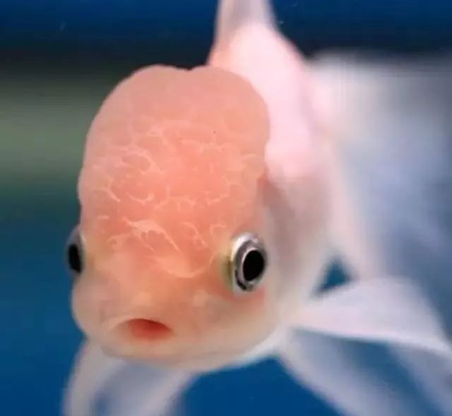 鱼的记忆真的只有7秒吗?或许你误会鱼了