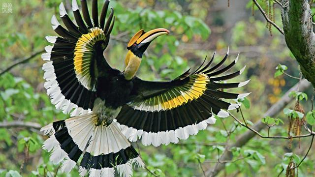 藏在深山人未知 “鸟中痴情种”冠斑犀鸟现身广西靖西 藏在深山人未知 “鸟中痴情种”冠斑犀鸟现身广西靖西