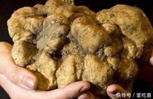 世界上有些珍贵的食材,吃一口就能让你一个月