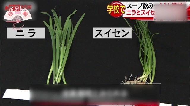 日本幼儿园食韭菜中毒 惹麻烦的却是水仙