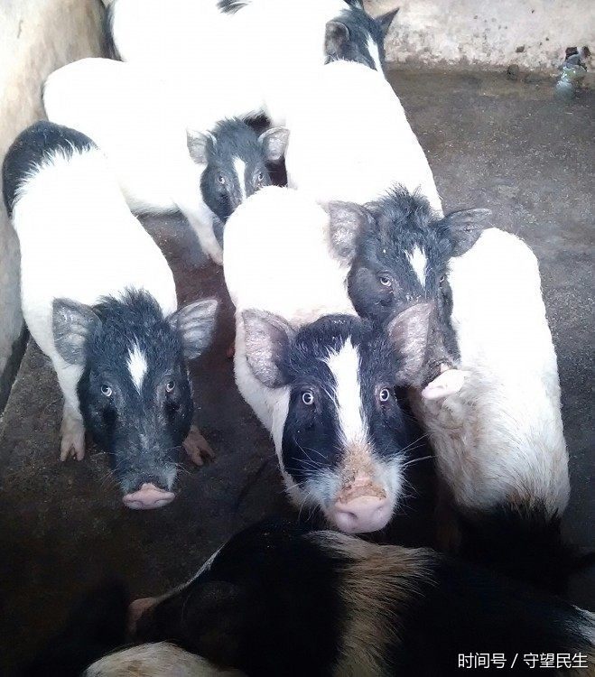 农村青年回乡大山上养猪,40头猪赚了10万元!