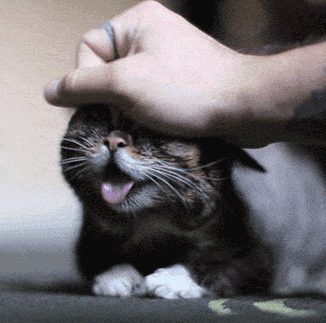 喵星人端坐在厕所一角正要方便,突然一个踉跄,盆子翻了