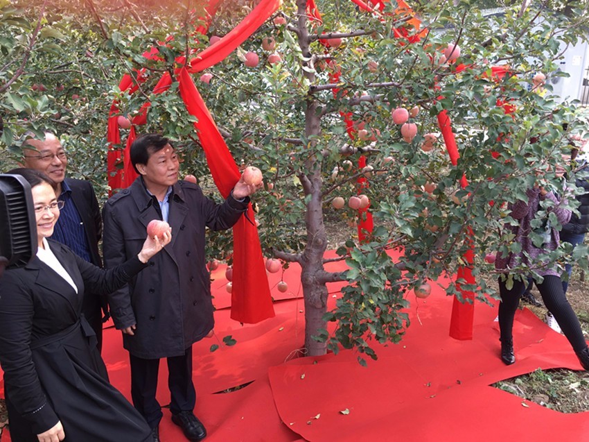 首农南口农场的小国光熟啦 快来找寻童年的