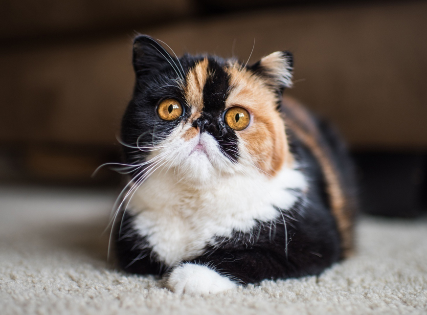 猫星人表情大合集 扮得了高冷卖得了萌