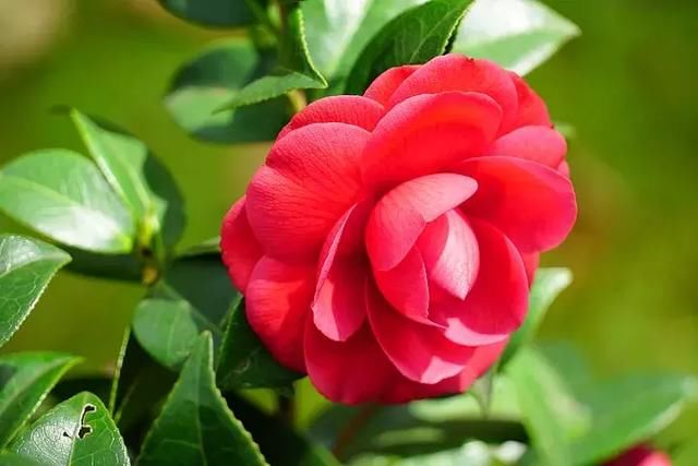 E-mount入门旅游镜首选!索尼E 18-135mm F3