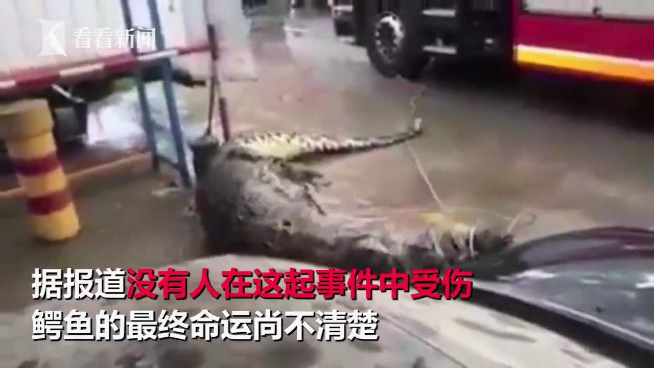 之后这只将近一吨重的咸水鳄被用起重机吊走，并被移交到砂拉越州的林业部门，预计最后将由负责野生动物的政府机关处理。据报道没有人在这起事件中受伤。