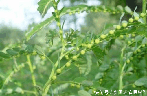 农村这种叫珍珠草的植物,背面长很多圆润的果