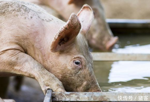 猪客网赵辉:猪得了流感,吃什么药好的快?