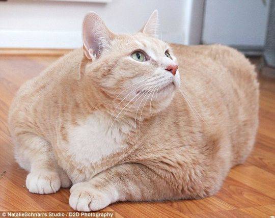 巨肥!30斤大橘猫胖成猪 被逼减肥成网红