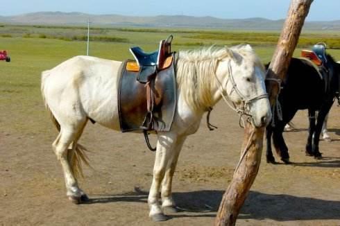 马为什么站着睡觉呢?它们最舒服睡觉方式是什么? 马为什么站着睡觉呢?它们最舒服睡觉方式是什么?