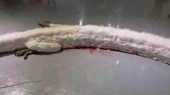 解谜松花江坠龙事件:蛟龙渡劫失败,最终被制为