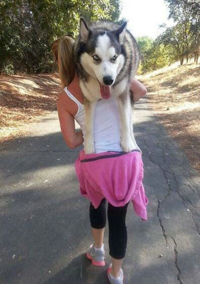 当家里饲养的宠物长的比人还高大,主人内心是崩溃的