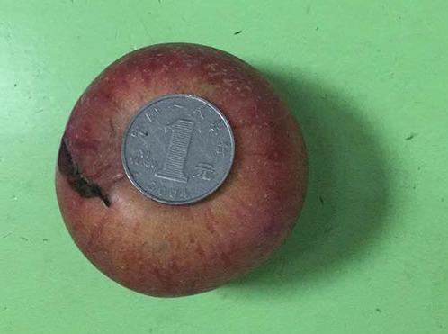 曝四川幼儿园拿发霉苹果当孩子点心 教育局正调查 曝四川幼儿园拿发霉苹果当孩子点心 教育局正调查