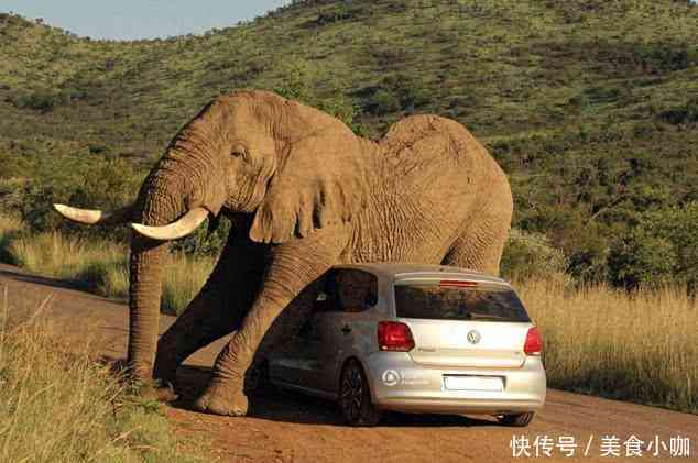 南非为了挽回中国游客,对中国开放免签政策,中