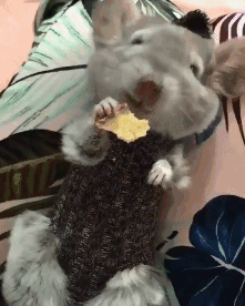 搞笑gif:我长得丑,你也不是很漂亮做我女朋友吧?