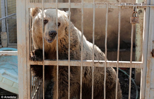 饥饿和死亡笼罩下的伊拉克动物园 全园仅两只动物存活