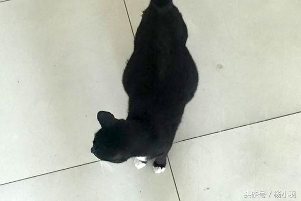 怀孕流浪猫幸福来敲门,网友欣喜若狂,下一秒却