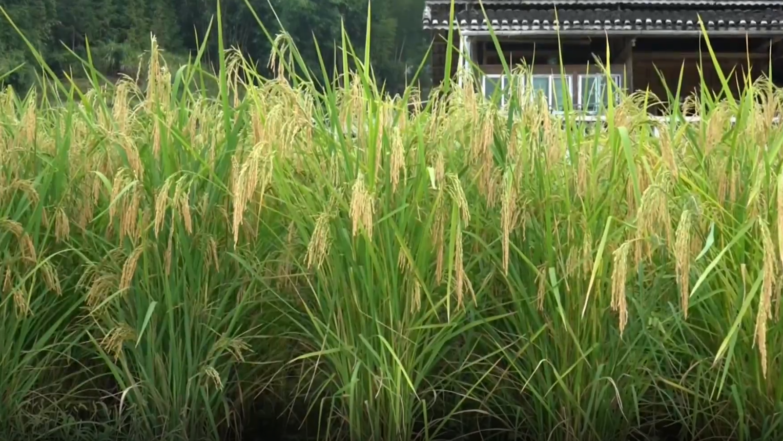 贵州这种水稻,高达1.9米! 贵州这种水稻,高达1.9米!