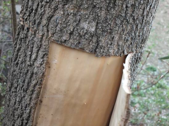 爷爷家里种的一棵树,有人要出5万带根拔走,啥