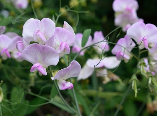 胃胀气肚子咕噜咕噜响?想解决就多吃胃胀气的