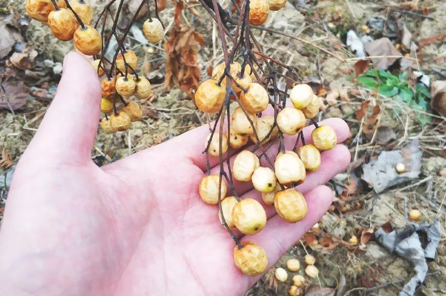 其实不止苦楝子,苦楝树全身都是宝,花和叶子能清热祛湿,杀虫止痒,树皮