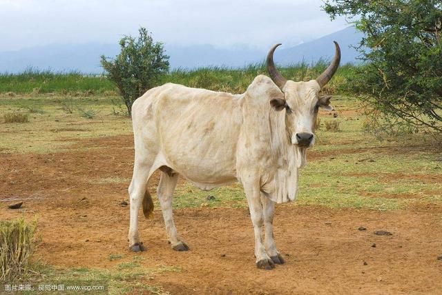 属牛人今年有破财之灾,要注意些什么事项?