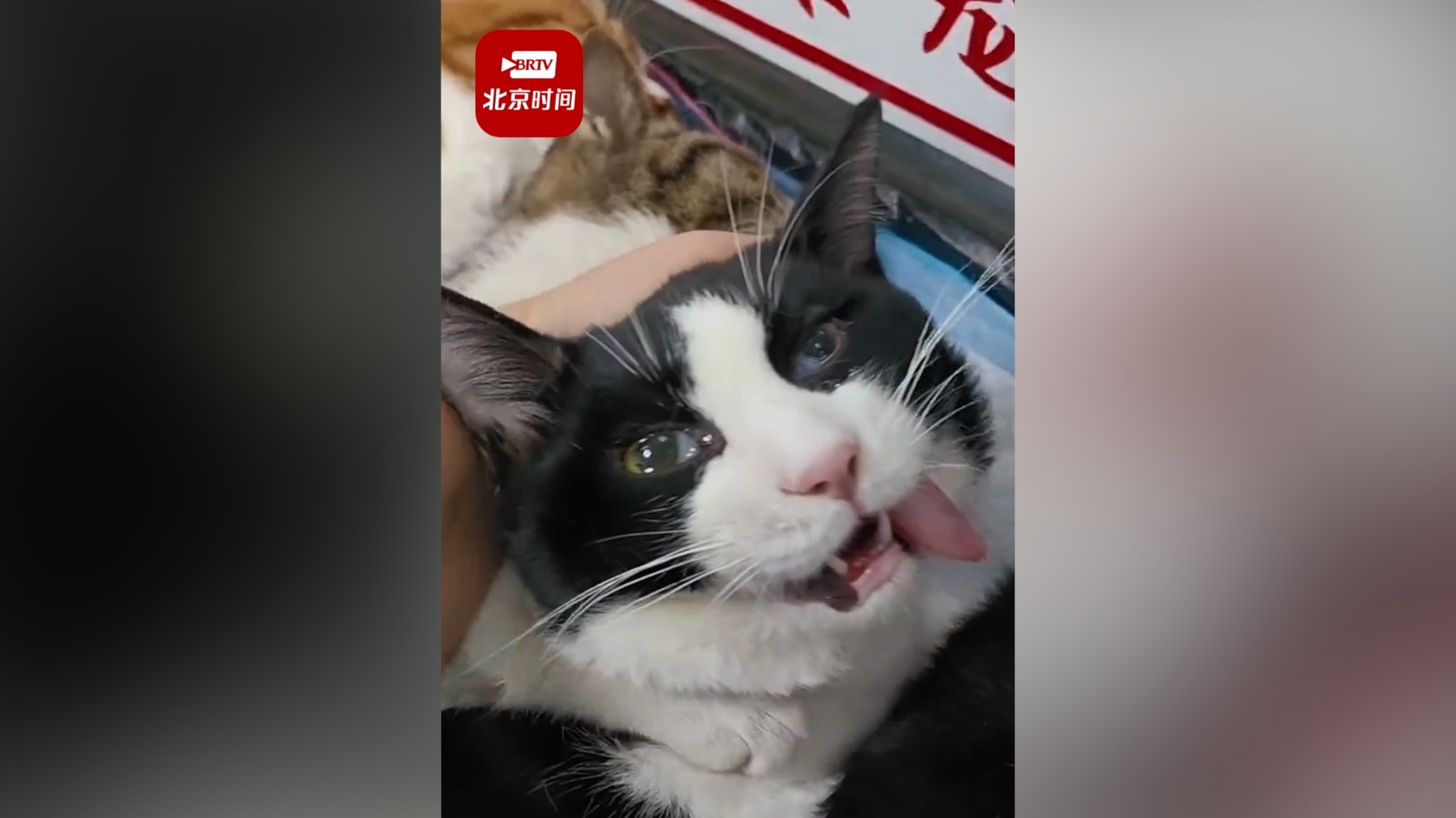 流浪猫集体做绝育吐舌头躺成一排 医生:麻醉后都是这样的表情,可爱又搞笑~ 流浪猫集体做绝育吐舌头躺成一排 医生:麻醉后都是这样的表情,可爱又搞笑~