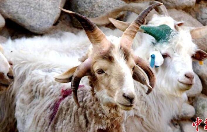 甘肃肃北县发现四角怪羊 两岁公羊基因变异如怪兽