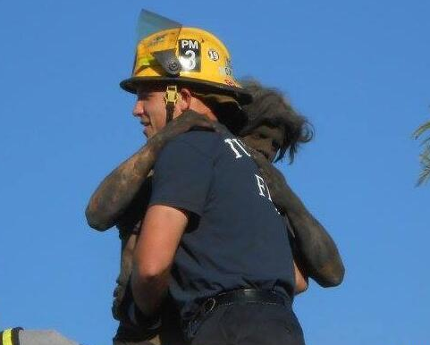 厉害了word哥 消防员救出一个黑炭人