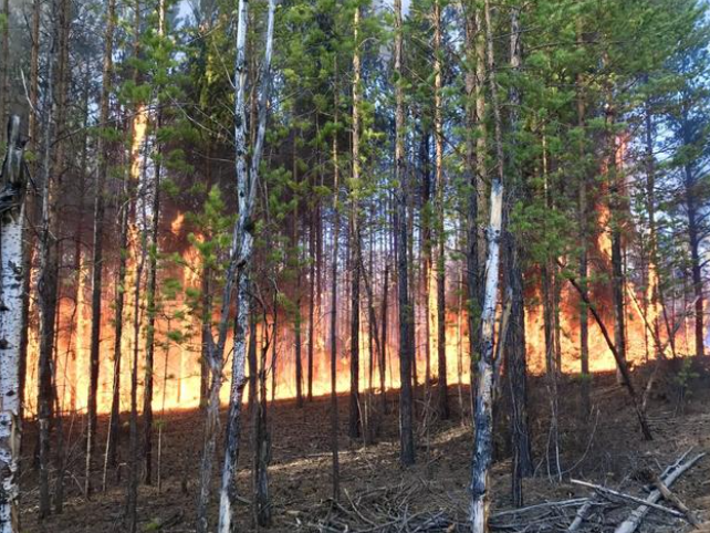 俄罗斯雅库特森林大火当地政客:气候变暖是罪魁祸首!