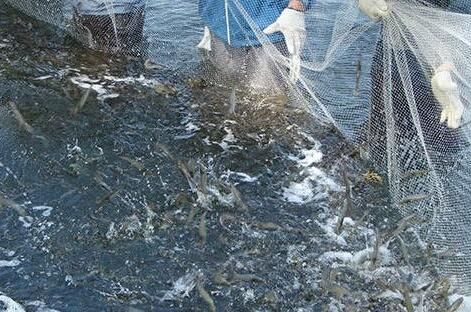 富二代放弃优渥生活,选择创业养海虾,年收入5