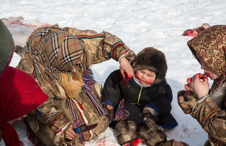 特卡丘克(dmitry tkachuk)跟随俄罗斯北部苔原游牧民族涅涅茨人迁徙