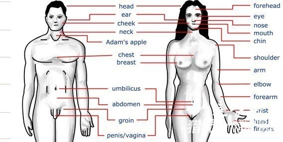 有一个关于男性生殖器为什么不在体内的理论提出可能是体温的原因。精子需要一个比体温更凉快的生产环境,而男性生殖器所处位置比体温低1~2摄氏度。
