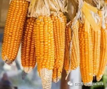 【昔阳】农民必看!秋玉米价格有望继续上涨!