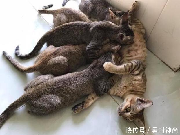 母猫每次喂奶,都是一幅生无可恋的样子,真是令