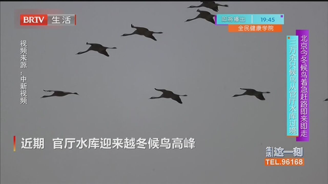 北京今冬候鸟着急赶路即来即走