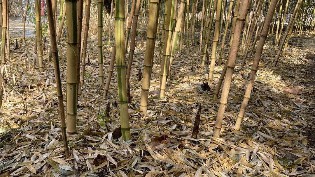 紫竹院公园有些竹子怎么还是枯黄?别着急,公园回应了!