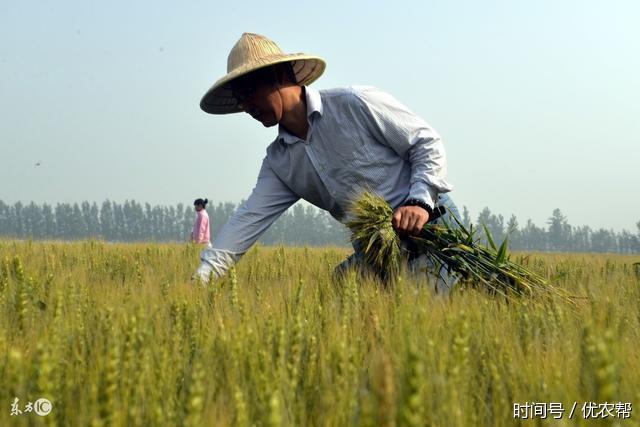 糧食直補對於廣大農民來說,是一項非常重要的補貼.